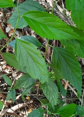 Pavonia sepium