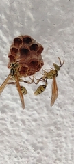 Mischocyttarus basimacula