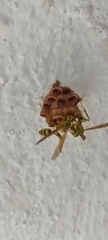 Mischocyttarus basimacula