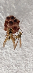 Mischocyttarus basimacula