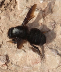 Megachile parietina