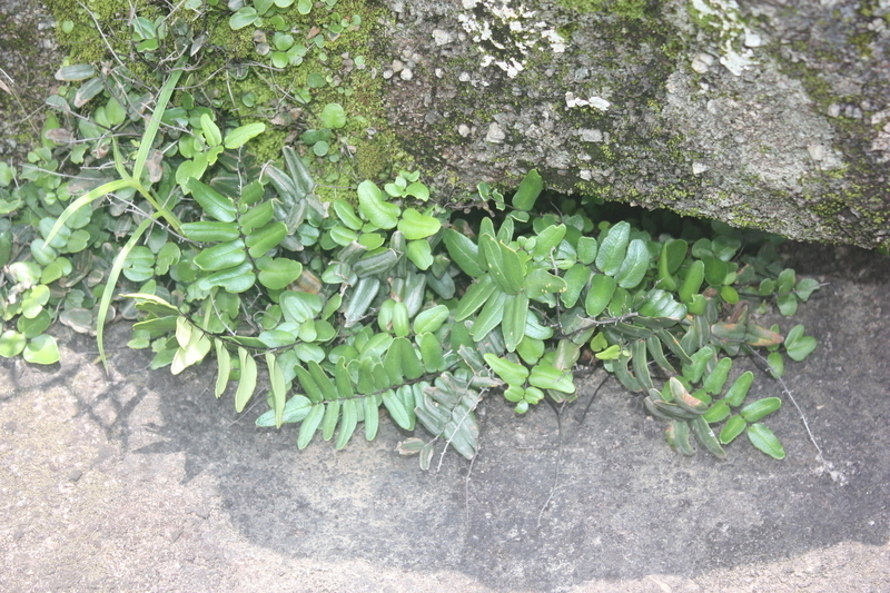 Pellaea doniana