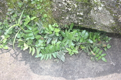 Pellaea dura