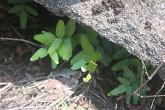 Pellaea dura