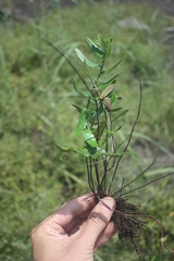 Pellaea dura
