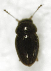 Ptenidium pusillum