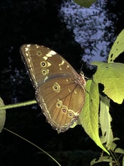 Morpho
