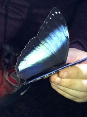 Morpho