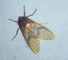 Idalus erythronota