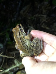Leptodactylus rhodonotus