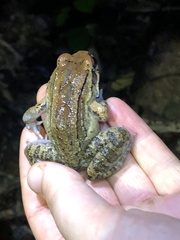 Leptodactylus rhodonotus