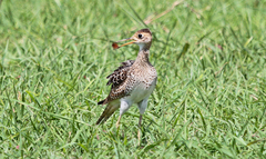 Bartramia longicauda