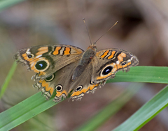 Junonia genoveva