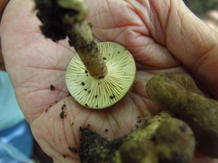 Lactarius fumosus