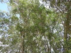 Tessaria integrifolia