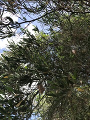 Tessaria integrifolia