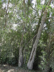 Tessaria integrifolia