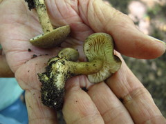 Lactarius fumosus