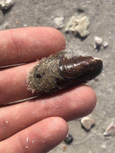 Modiolus squamosus