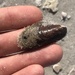Modiolus squamosus