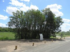 Tessaria integrifolia