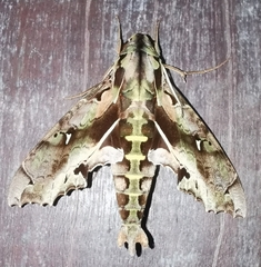 Hemeroplanes ornatus