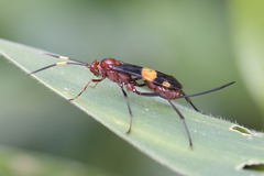 Compsocryptus melanostigma