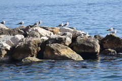 Larus michahellis