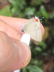 Camissecla verbenaca