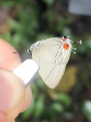 Camissecla verbenaca