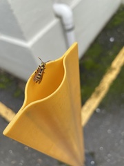 Polistes crinitus