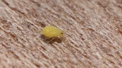 Collembola