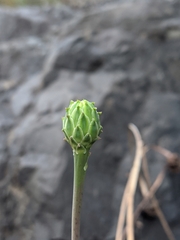 Reichardia