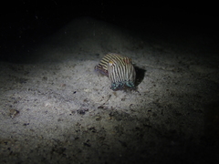 Sepioloidea lineolata