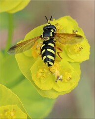 Chrysotoxum cisalpinum