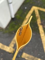 Polistes crinitus