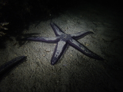 Astropecten preissi