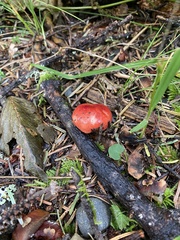 Russula rhodocephala