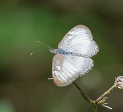 Mestra hersilia