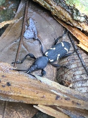 Arrhenodini