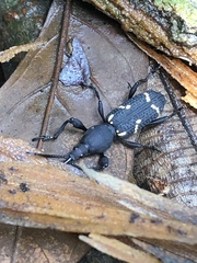 Arrhenodini