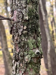 Hyperphyscia adglutinata