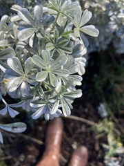 Lupinus albifrons
