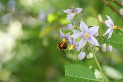 Cadeguala occidentalis
