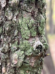 Hyperphyscia adglutinata