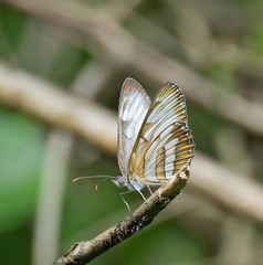 Mestra hersilia