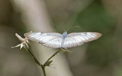 Mestra hersilia