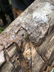 Trachelidae