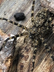Trachelidae