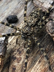Trachelidae